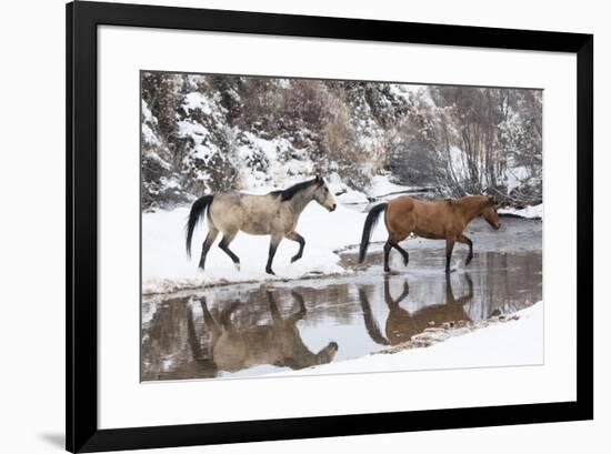 Wintertime, Hideout Ranch, Wyoming. Horses crossing Shell Creek-Darrell Gulin-Framed Photographic Print