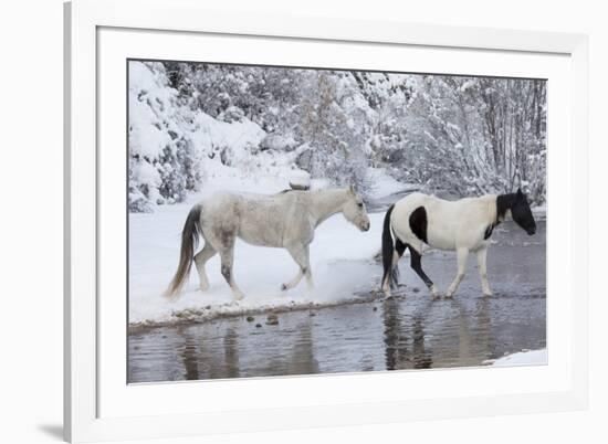 Wintertime, Hideout Ranch, Wyoming. Horses crossing Shell Creek-Darrell Gulin-Framed Photographic Print