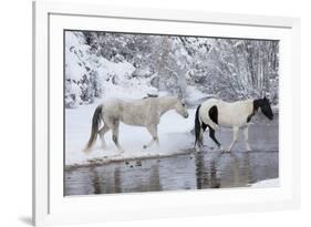 Wintertime, Hideout Ranch, Wyoming. Horses crossing Shell Creek-Darrell Gulin-Framed Photographic Print