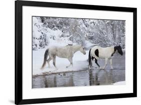 Wintertime, Hideout Ranch, Wyoming. Horses crossing Shell Creek-Darrell Gulin-Framed Photographic Print