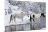 Wintertime, Hideout Ranch, Wyoming. Horses crossing Shell Creek-Darrell Gulin-Mounted Photographic Print