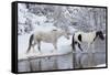 Wintertime, Hideout Ranch, Wyoming. Horses crossing Shell Creek-Darrell Gulin-Framed Stretched Canvas