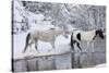 Wintertime, Hideout Ranch, Wyoming. Horses crossing Shell Creek-Darrell Gulin-Stretched Canvas