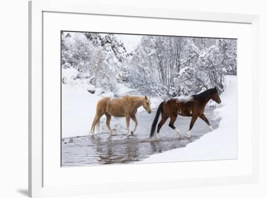 Wintertime, Hideout Ranch, Wyoming. Horses crossing Shell Creek-Darrell Gulin-Framed Photographic Print