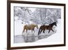 Wintertime, Hideout Ranch, Wyoming. Horses crossing Shell Creek-Darrell Gulin-Framed Photographic Print