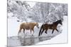 Wintertime, Hideout Ranch, Wyoming. Horses crossing Shell Creek-Darrell Gulin-Mounted Photographic Print