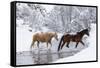 Wintertime, Hideout Ranch, Wyoming. Horses crossing Shell Creek-Darrell Gulin-Framed Stretched Canvas