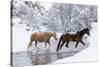 Wintertime, Hideout Ranch, Wyoming. Horses crossing Shell Creek-Darrell Gulin-Stretched Canvas