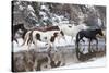 Wintertime Hideout Ranch, Wyoming with horses crossing Shell Creek-Darrell Gulin-Stretched Canvas