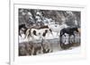 Wintertime Hideout Ranch, Wyoming with horses crossing Shell Creek-Darrell Gulin-Framed Photographic Print