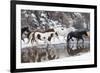 Wintertime Hideout Ranch, Wyoming with horses crossing Shell Creek-Darrell Gulin-Framed Photographic Print