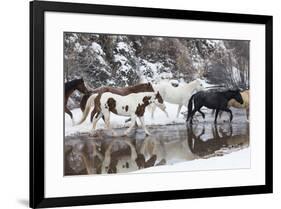 Wintertime Hideout Ranch, Wyoming with horses crossing Shell Creek-Darrell Gulin-Framed Photographic Print