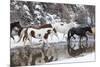 Wintertime Hideout Ranch, Wyoming with horses crossing Shell Creek-Darrell Gulin-Mounted Photographic Print