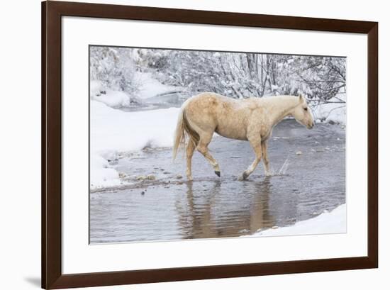 Wintertime Hideout Ranch, Wyoming with horses crossing Shell Creek-Darrell Gulin-Framed Photographic Print