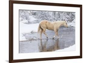 Wintertime Hideout Ranch, Wyoming with horses crossing Shell Creek-Darrell Gulin-Framed Photographic Print