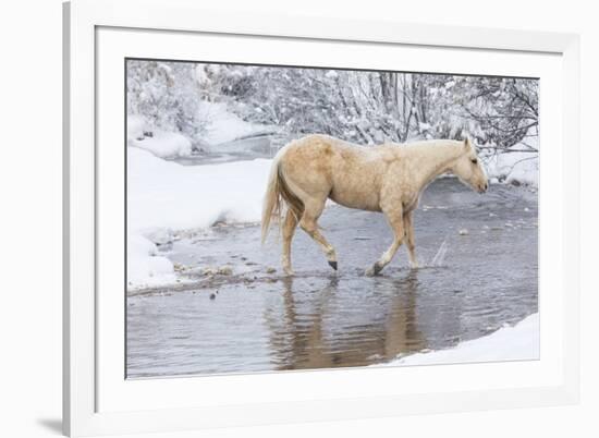 Wintertime Hideout Ranch, Wyoming with horses crossing Shell Creek-Darrell Gulin-Framed Photographic Print