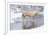 Wintertime Hideout Ranch, Wyoming with horses crossing Shell Creek-Darrell Gulin-Framed Photographic Print