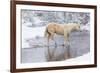 Wintertime Hideout Ranch, Wyoming with horses crossing Shell Creek-Darrell Gulin-Framed Photographic Print