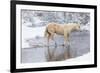 Wintertime Hideout Ranch, Wyoming with horses crossing Shell Creek-Darrell Gulin-Framed Photographic Print