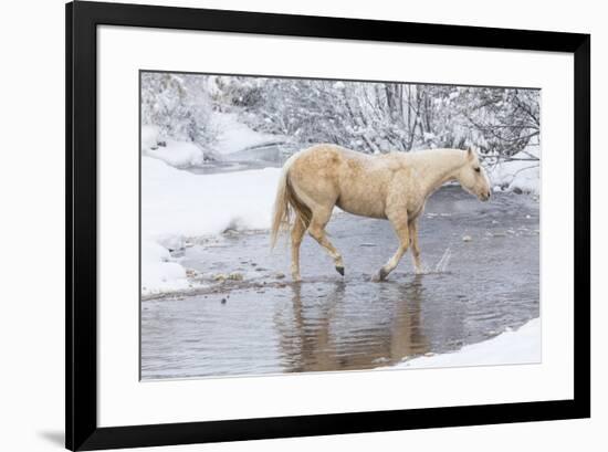 Wintertime Hideout Ranch, Wyoming with horses crossing Shell Creek-Darrell Gulin-Framed Photographic Print