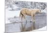 Wintertime Hideout Ranch, Wyoming with horses crossing Shell Creek-Darrell Gulin-Mounted Photographic Print