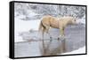 Wintertime Hideout Ranch, Wyoming with horses crossing Shell Creek-Darrell Gulin-Framed Stretched Canvas