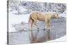 Wintertime Hideout Ranch, Wyoming with horses crossing Shell Creek-Darrell Gulin-Stretched Canvas