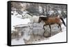 Wintertime Hideout Ranch, Wyoming with horses crossing Shell Creek-Darrell Gulin-Framed Stretched Canvas