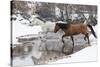 Wintertime Hideout Ranch, Wyoming with horses crossing Shell Creek-Darrell Gulin-Stretched Canvas