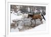 Wintertime Hideout Ranch, Wyoming with horses crossing Shell Creek-Darrell Gulin-Framed Photographic Print