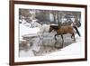 Wintertime Hideout Ranch, Wyoming with horses crossing Shell Creek-Darrell Gulin-Framed Photographic Print