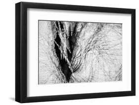 Wintertime-Ursula Abresch-Framed Photographic Print