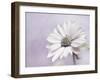 Wintery II-Heidi Westum-Framed Photographic Print