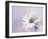 Wintery II-Heidi Westum-Framed Photographic Print