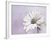 Wintery II-Heidi Westum-Framed Photographic Print