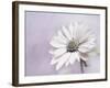 Wintery II-Heidi Westum-Framed Photographic Print