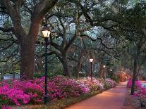 Azaleas, Bonaventure-Winthrope Hiers-Stretched Canvas