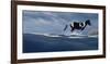 Wintry Runner-Steve Hunziker-Framed Art Print