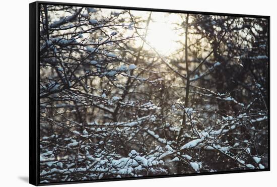 Wintry sparkling in the forest.-Nadja Jacke-Framed Stretched Canvas