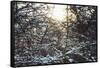 Wintry sparkling in the forest.-Nadja Jacke-Framed Stretched Canvas