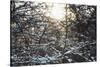 Wintry sparkling in the forest.-Nadja Jacke-Stretched Canvas