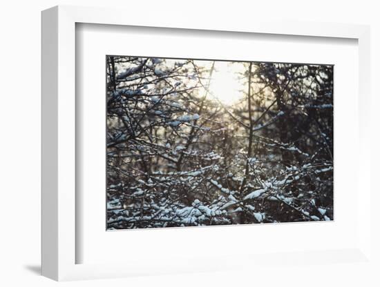 Wintry sparkling in the forest.-Nadja Jacke-Framed Photographic Print