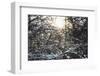 Wintry sparkling in the forest.-Nadja Jacke-Framed Photographic Print