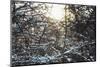 Wintry sparkling in the forest.-Nadja Jacke-Mounted Photographic Print