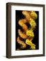 Wire coral colonies, two spirals, Komodo area, Indonesia-David Fleetham-Framed Photographic Print