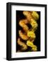 Wire coral colonies, two spirals, Komodo area, Indonesia-David Fleetham-Framed Photographic Print