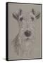 Wire Fox Terrier-Barbara Keith-Framed Stretched Canvas