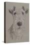 Wire Fox Terrier-Barbara Keith-Stretched Canvas