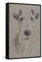 Wire Fox Terrier-Barbara Keith-Framed Stretched Canvas