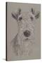 Wire Fox Terrier-Barbara Keith-Stretched Canvas